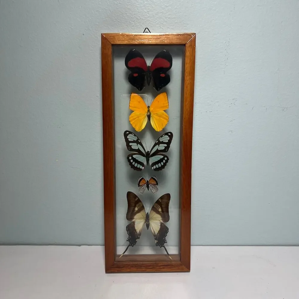 Vintage Real Butterfly Shadowbox Display Wood Frame Wall Art Taxidermy